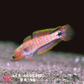 Pastellgrundel, Tateurndina ocellicauda